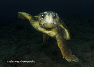 Loggerhead Turtle at "Tunnels" Dive Site, Jupiter, FL, Ju... by Richard Apple 